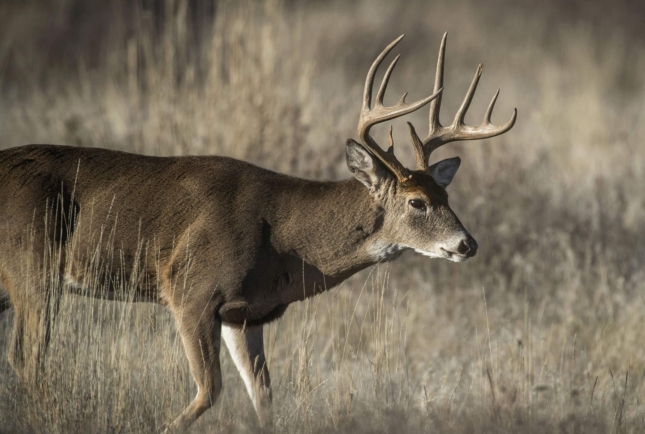 Next-Level Deer Hunting with NEW HuntStand Pro Whitetail - HuntStand